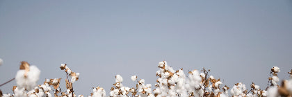 Cotton plants with fluffy white cotton against a clear blue sky